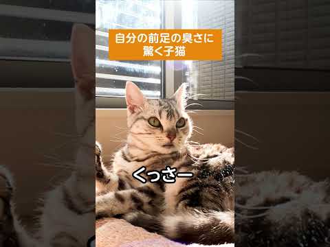 自分の前足の臭さに驚く子猫【アメリカンショートヘアー】  #shorts #猫動画 #フレーメン反応