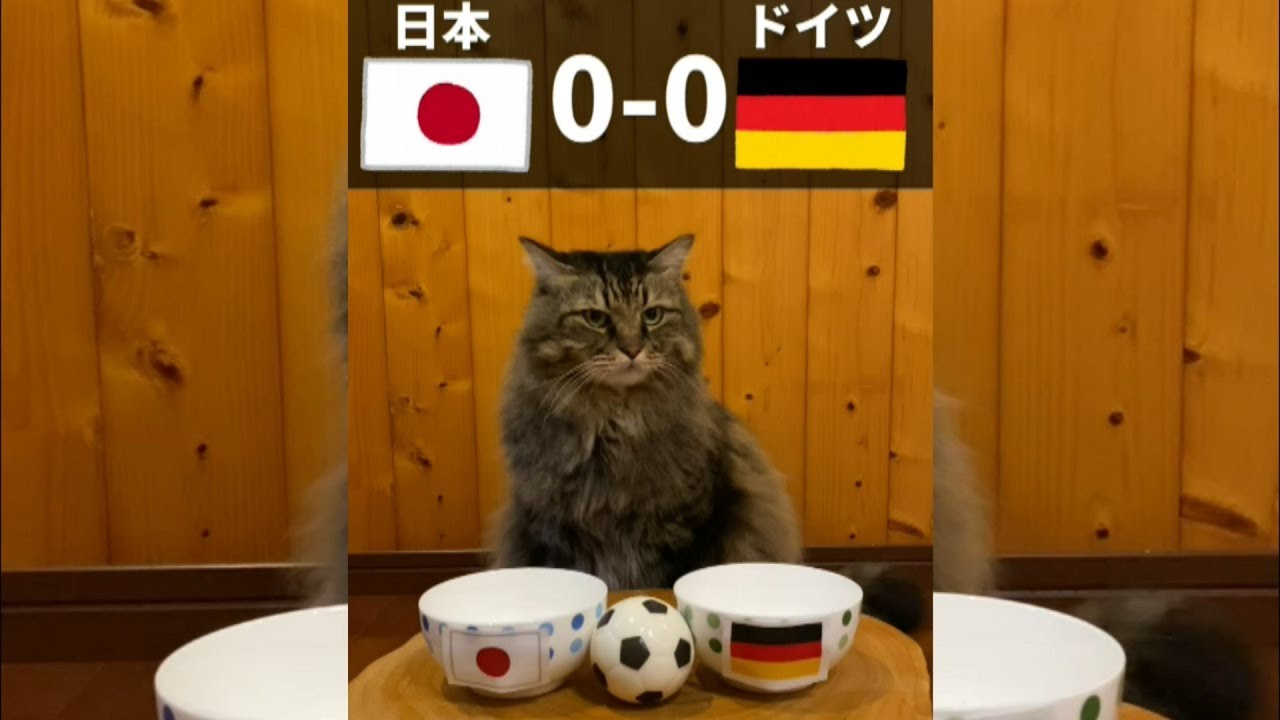 【猫動画】ワールドカップ日本 対 ドイツ猫による試合予想