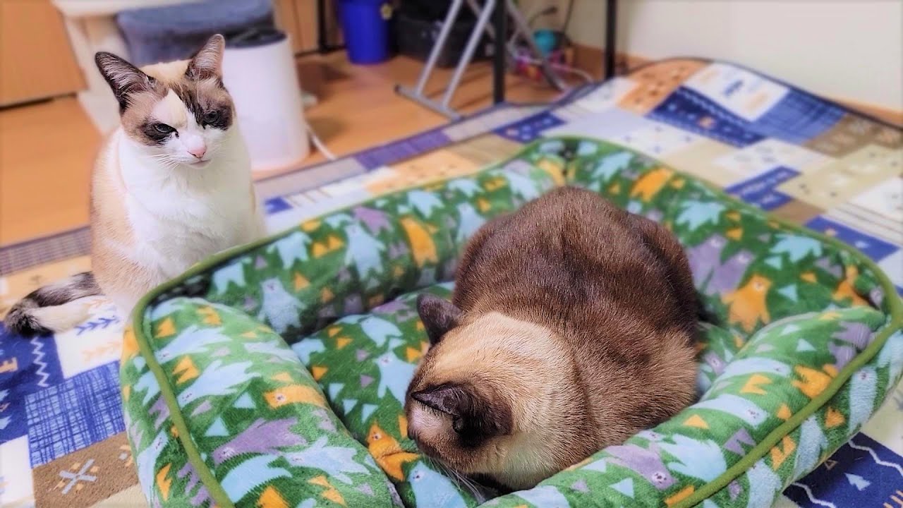 １日の半分以上は寝てるシャム猫に新しいベッドをプレゼントしたら速攻で眠り始めた