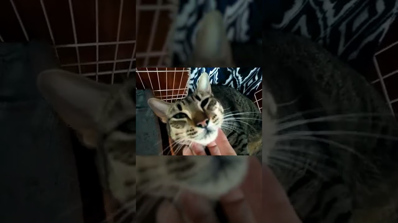 【保護猫】つぼみさんのお昼のスキンシップ風景【エジプシャンマウ】