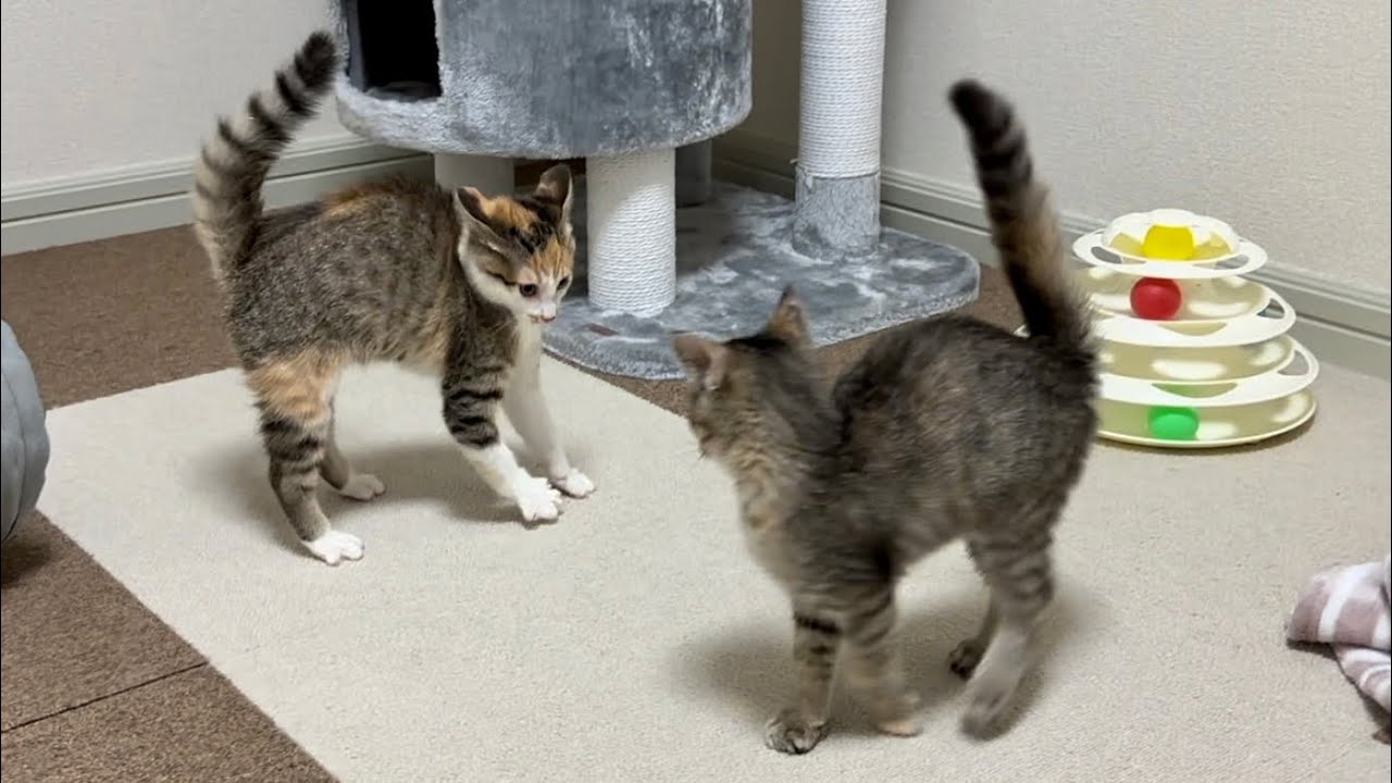 保護した子猫。女同士の戦いが始まりました。