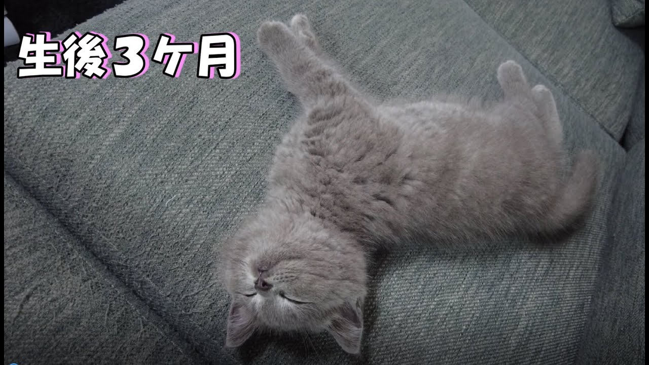 【家族が増えました】生後３ヵ月の子猫 ブリティッシュショートヘア ブルー