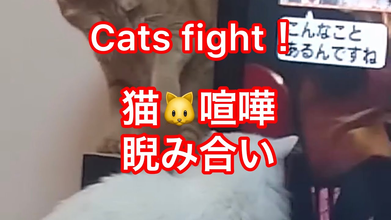 猫　Cats 虎猫寅次郎 VS ターキッシュアンゴラのルーの喧嘩