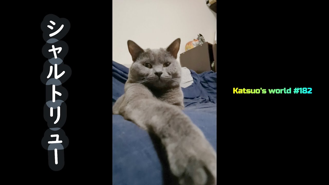 シャルトリュー #Shorts