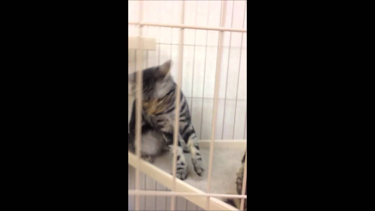 オシキャットとアメショーの可愛い戦い