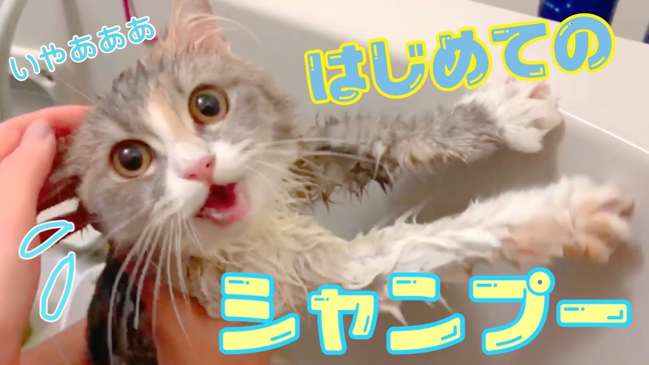 【お風呂】もふもふラガマフィンくわいが初めてのシャンプーでとんでもない姿に！？