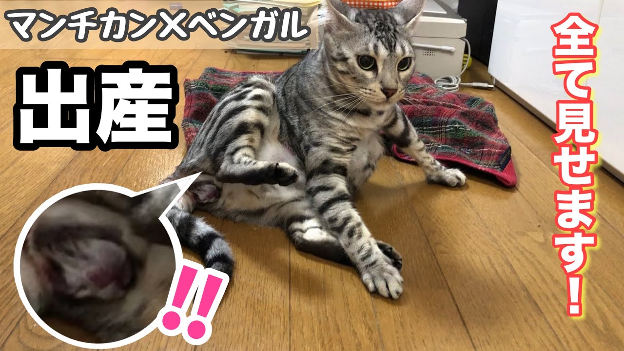 猫の出産【ベンガル×マンチカン】感動と笑いの子猫誕生まで全て見せます！