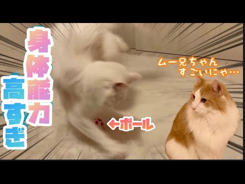 【身体能力高すぎ‼︎】ターキッシュアンゴラとおもちゃで遊んでみたら、すごすぎた😳