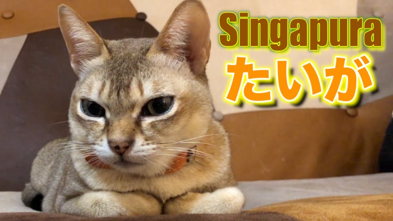 【シンガプーラの性格】僕の性格知りたいかぁ〜♪