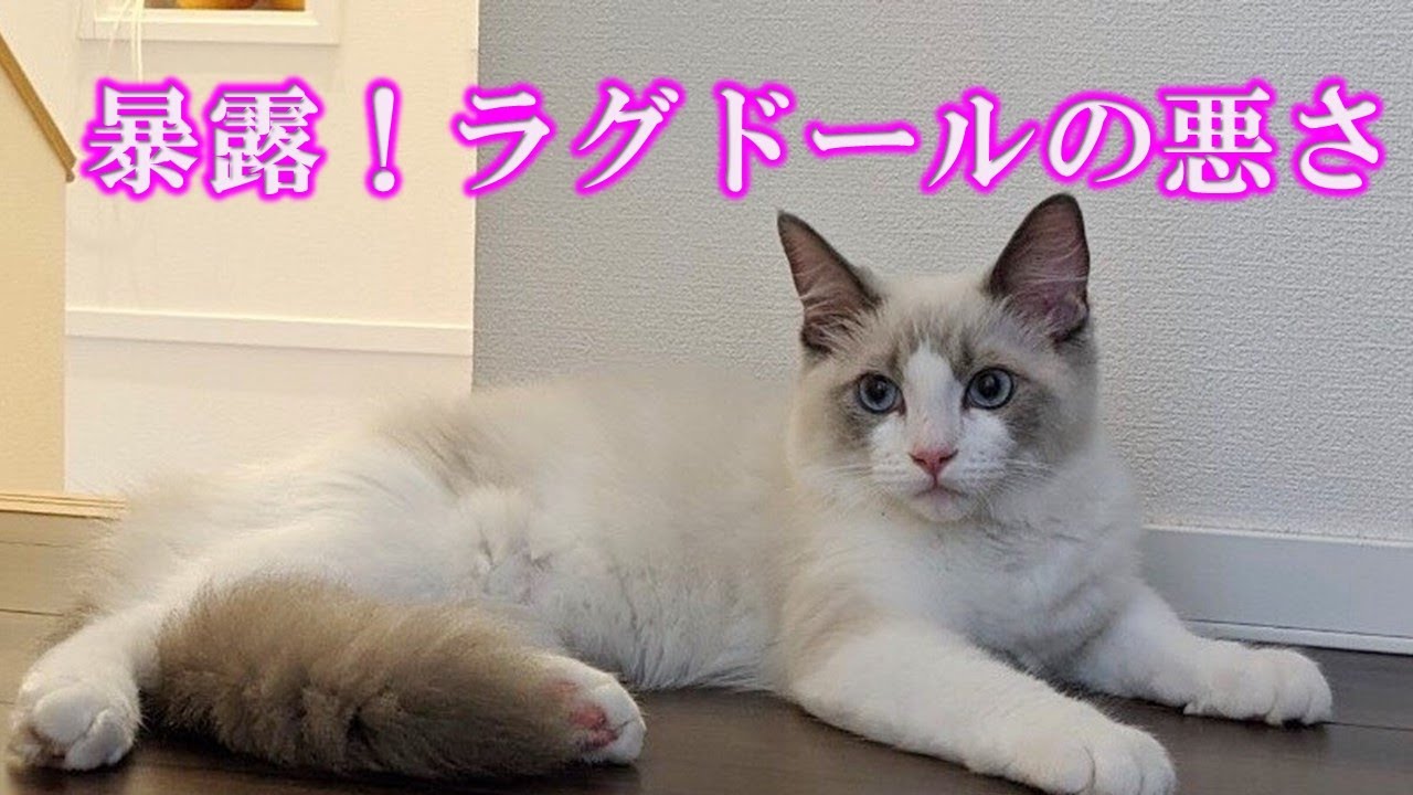 暴露！ラグドールの性格が真逆だった件！飼う前に見てね！The case where the character of the ragdoll was the exact opposite!