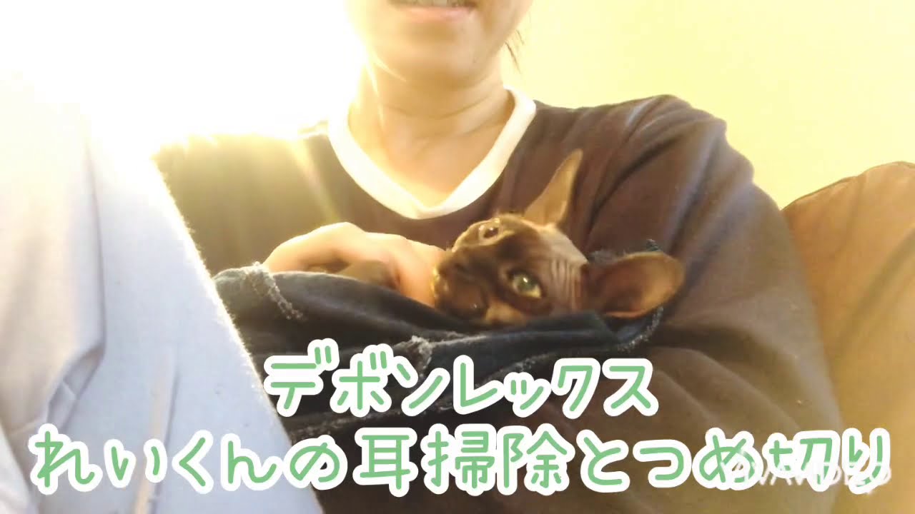 デボンレックス♡れいくんの耳掃除と爪切り