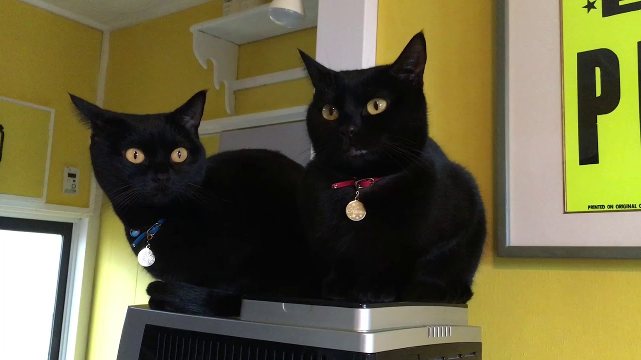 4匹黒猫ボンベイファミリーのにぎやかな1日☆ Black bombay cat（黒のボンベイ猫）