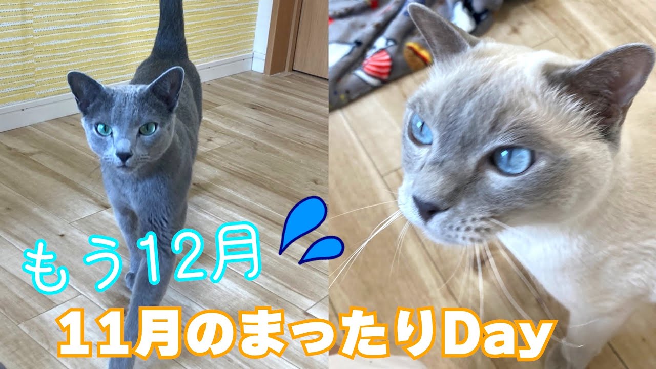 【11月の様子】【ロシアンブルー×トンキニーズ】まったり過ごす1日（#113）