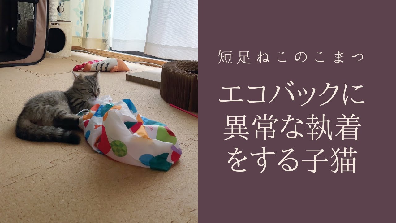 エコバックに異常な執着心を見せる短足子猫 #Shorts