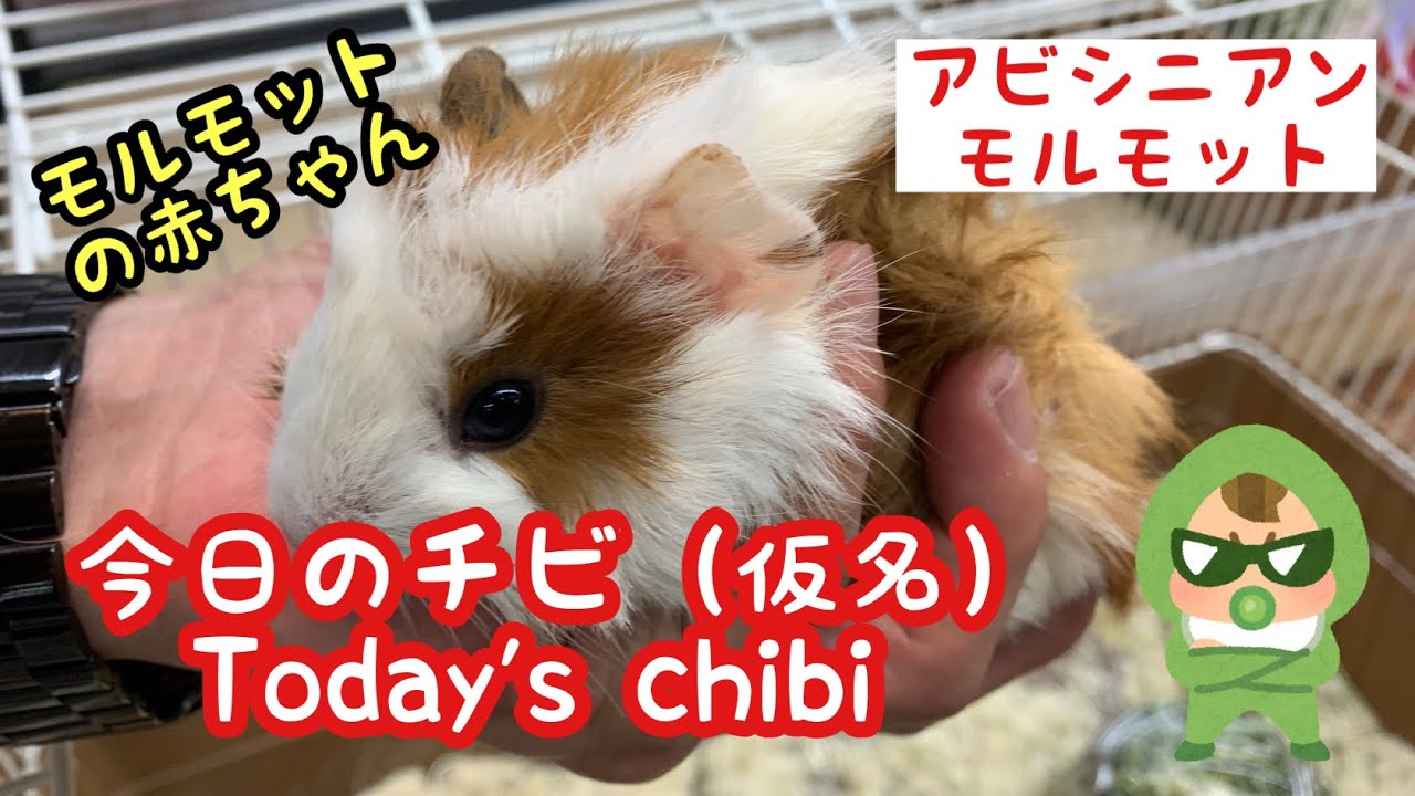 今日の琥珀　新しいモルモットを迎え入れました　アビシニアンモルモット