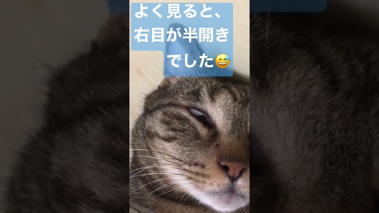 【面白い(⁉)寝顔】で爆睡中の、にゃらん😅【日本猫のにゃらん】#shorts