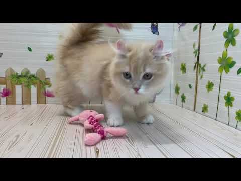 Coo&RIKU　No562077 アメリカンカール