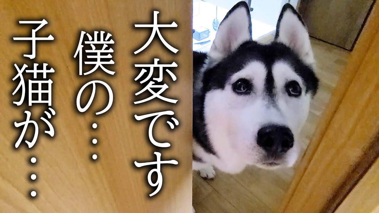僕の子猫が！険しい顔してハスキー犬が騒いでるのでついて行くと...