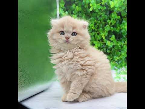 スコティッシュ・フォールド（クリームタビー）の男の子（10/12生まれ）