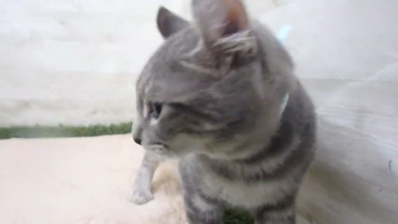 Coo&RIKU　No00584831 アメリカンカール