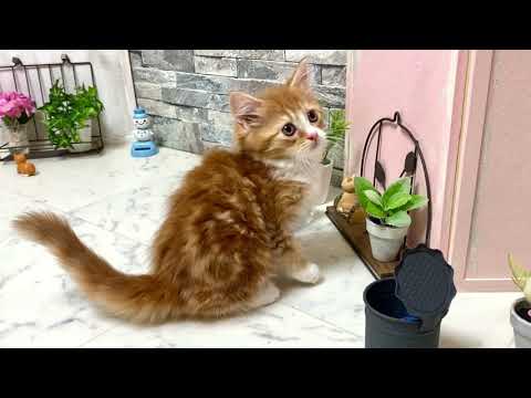 【ナナハチ’s ROOM】長足マンチカン☆ロングヘア　レッドタビー＆ホワイトの男の子　20210909