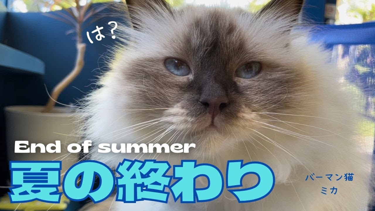 大あくびのバーマン猫ミカ【夏の終わり】End of summer（バーマン猫）Birman/Cat