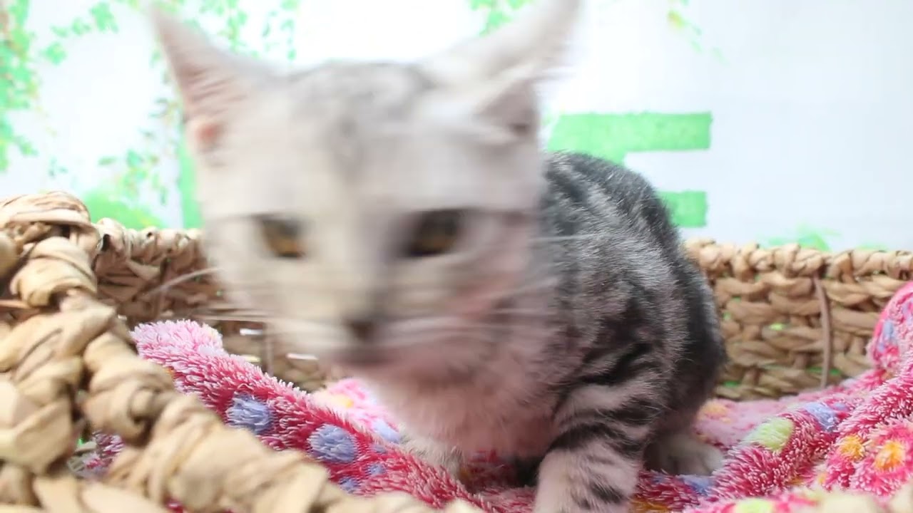 Coo&RIKU　No606505 アメリカンショートヘアー