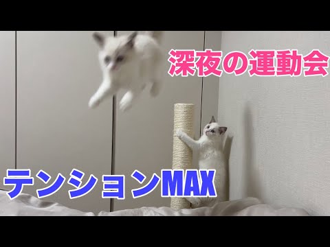 深夜3時の大運動会を開催するラグドールの子猫がこちらです