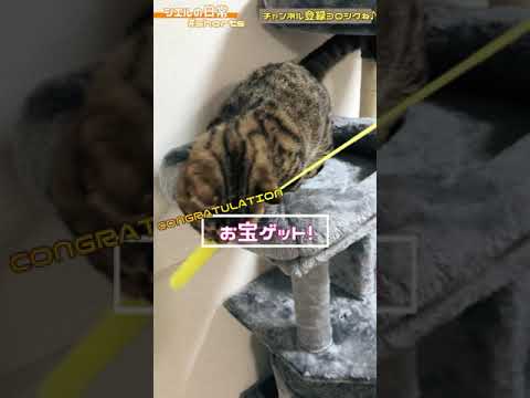 お宝をゲットせよ！　/キンカロー　マンチカン×アメリカンカール　#Shorts