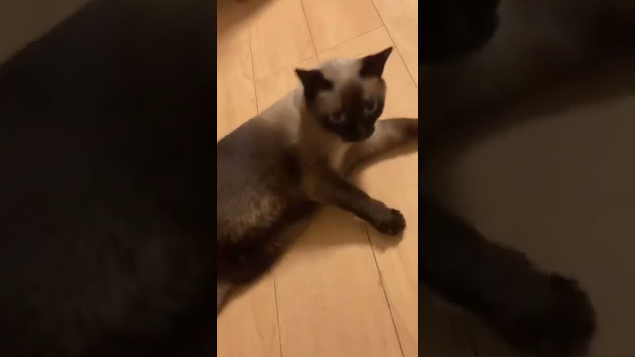 甘えた声で鳴く猫がかわいい