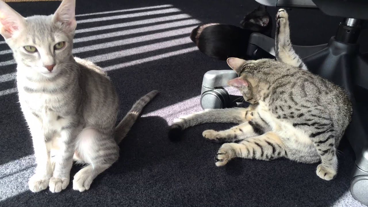 陽だまりの中で寛ぐエジプシャンマウ子猫達