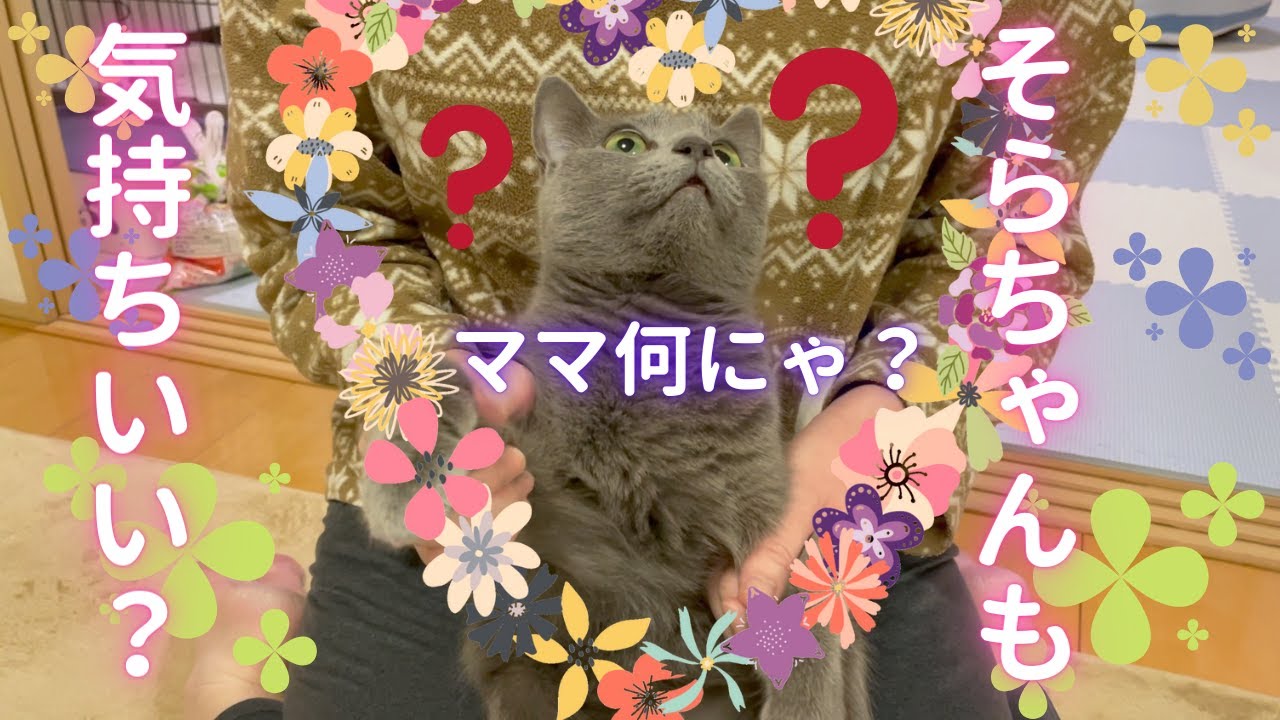 気持ち良くさせたいママと気持ち良くなれない猫（ロシアンブルー）
