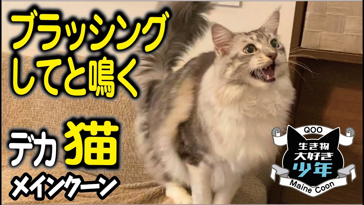 【メインクーン】ブラッシングしてほしくて鳴く大型猫