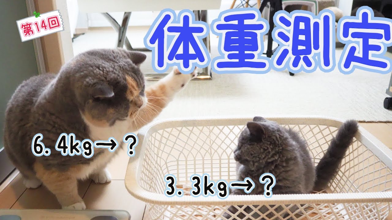 結果にコミット！ぶっちゃんのダイエット大作戦！｜セルカークレックス｜ブリティッシュショートヘア