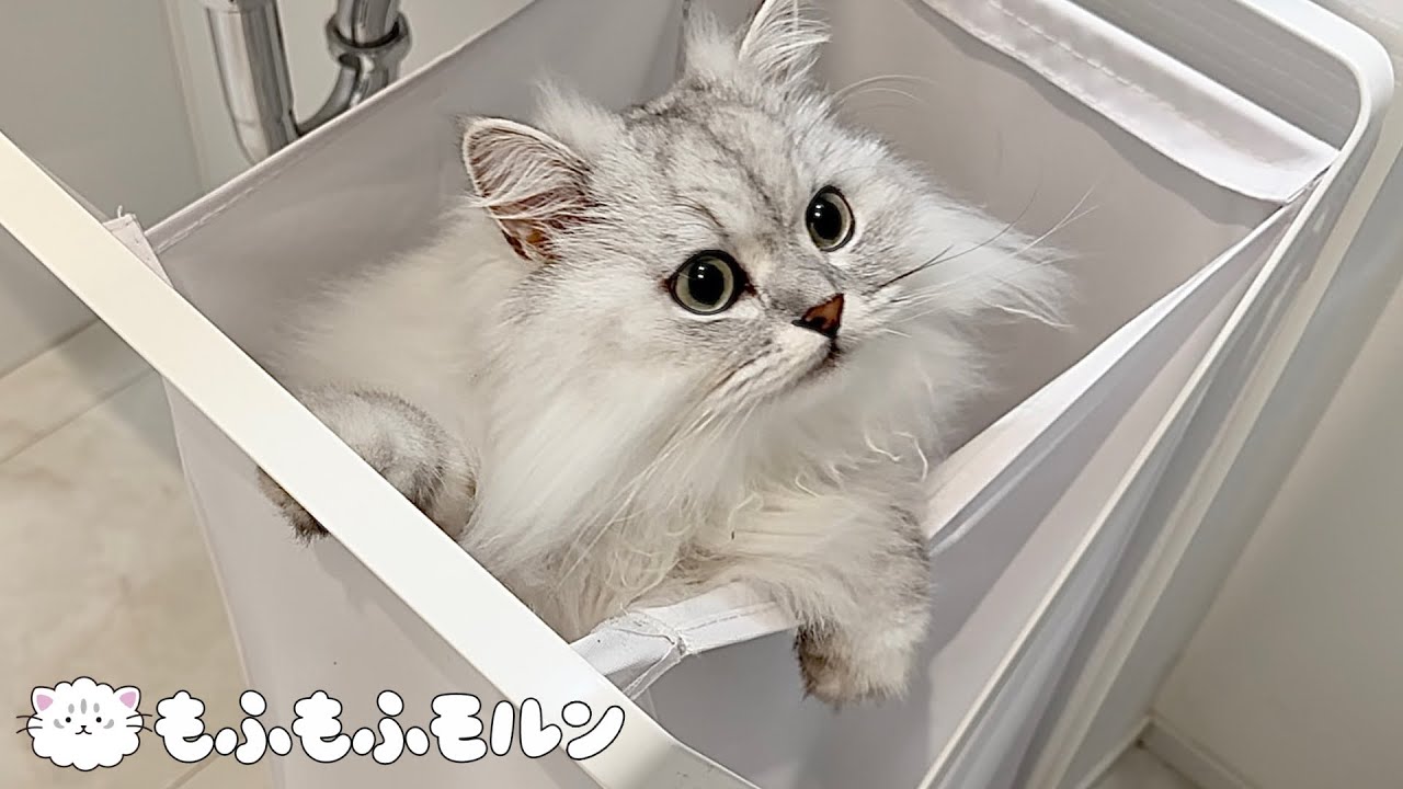 どうして猫はこんなところに入ってしまうのでしょう？ 【サイベリアン】