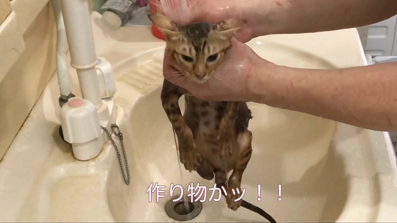 【ナナハチ’s ROOM】オシキャット☆チョコレートスポッテッドタビーの女の子❷ 20190927