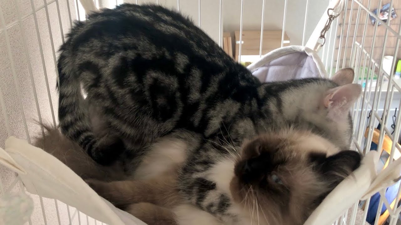 【ヒマラヤン】寝床の取り合いをする猫たち【多頭飼い】