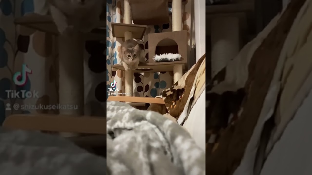 最近のブーム。#猫 #cat #ねこ #somali #ソマリ