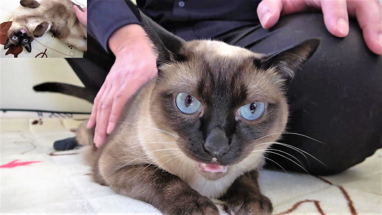 「出かけて来るよ」と言うと激怒して「ダメ」と言い返すシャム猫😺