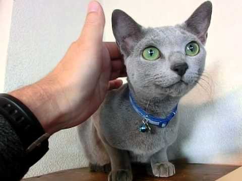fooちゃんの里帰り