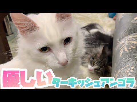 【癒し♡】ノルウェージャンフォレストキャットの子猫に優しいターキッシュアンゴラ💖