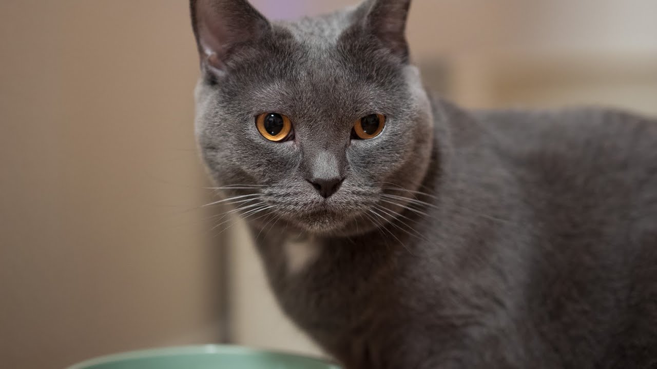 人懐っこくて可愛い猫（シャルトリュー）大好きなカリカリに朝から大興奮♪(Part.2)