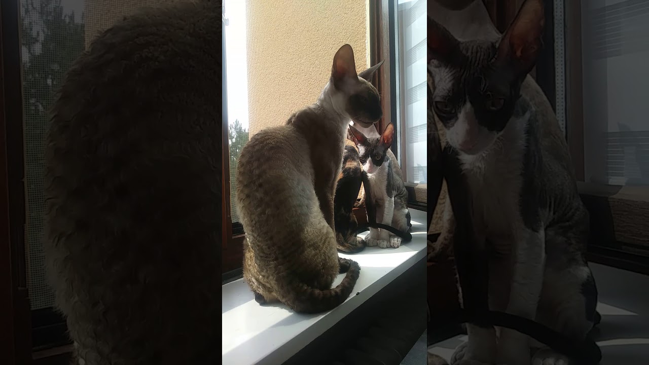 Cornish Rex Tulpan junior with Kittens !!!