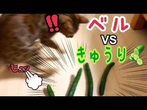 ベンガル猫ベルvsきゅうりの大群