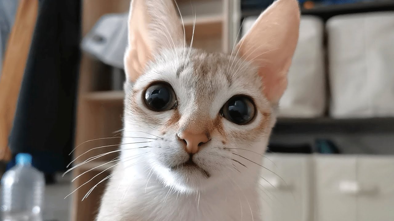 【女王猫】飼い主を起こしたくて顔面を踏みつける子猫【シンガプーラ】