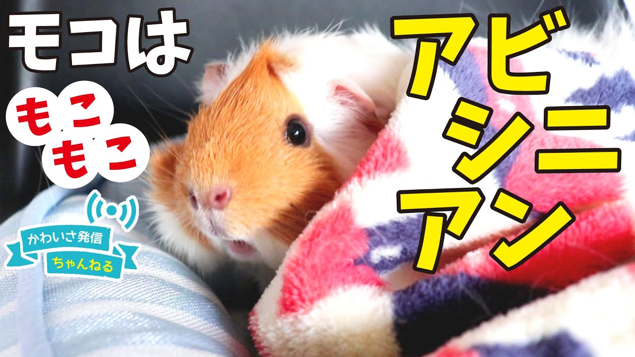 アビシニアンモルモットの特徴をモコちゃんで説明します　cute guineapig