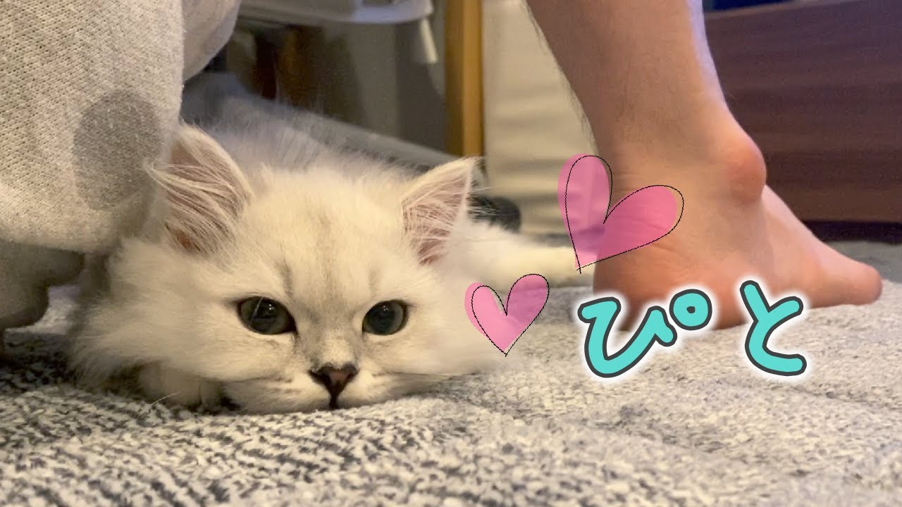 飼い主にくっついて寝たがる甘えん坊の子猫［ペルシャ猫］