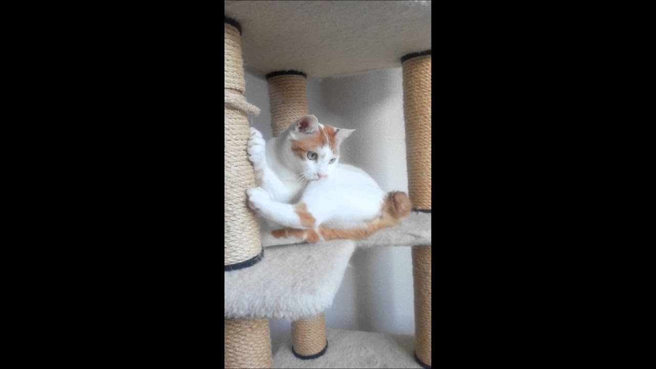 ガリガリガリ～Japanese Bobtail ～