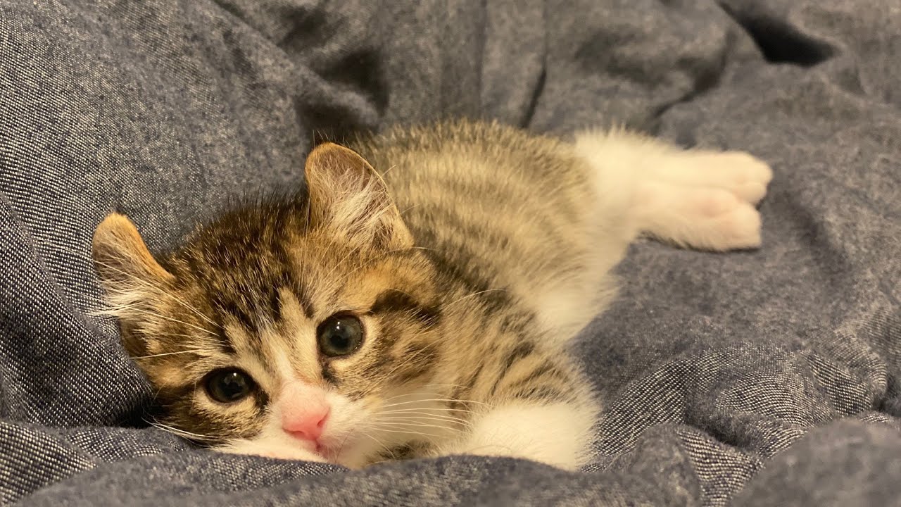 キウイの猫種はアメリカンカール？それとも雑種？