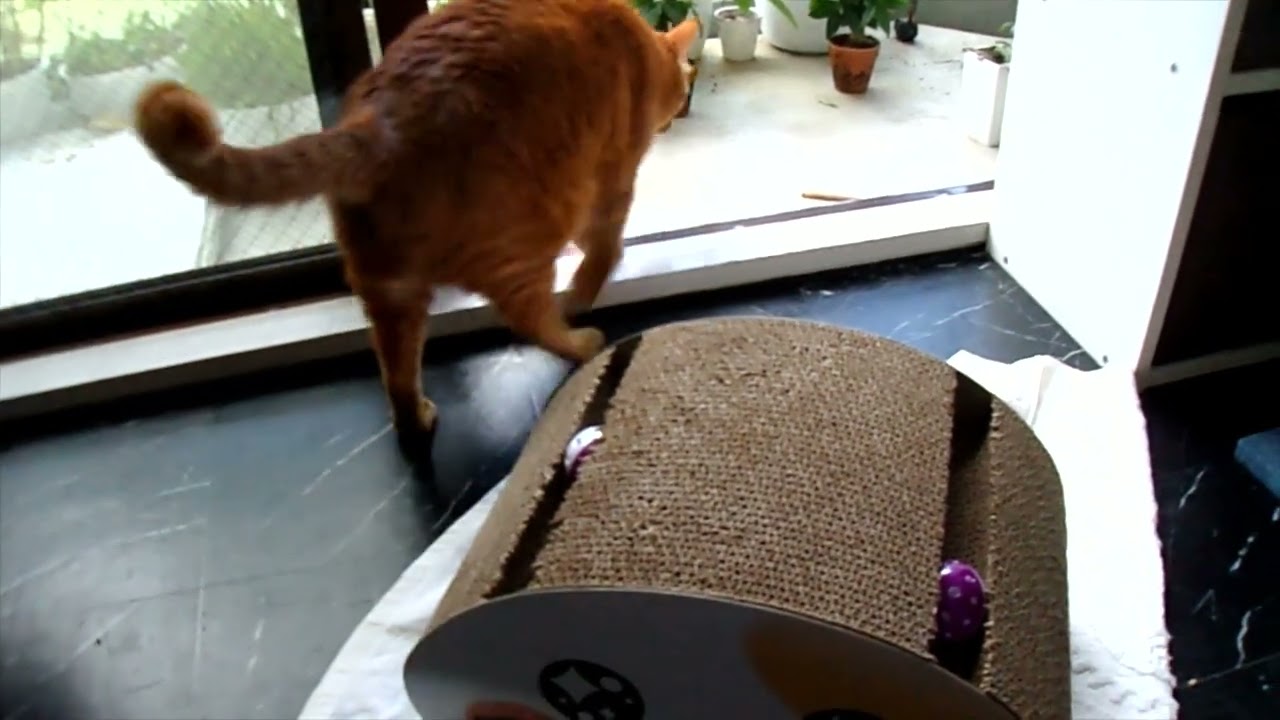 【小競り合い】爪研ぎの取り合い★【日本猫のにゃらんとギンジ】